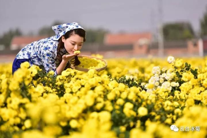 云臺(tái)冰菊基地發(fā)生了什么？一批批領(lǐng)導(dǎo)專家團(tuán)隊(duì)前來！