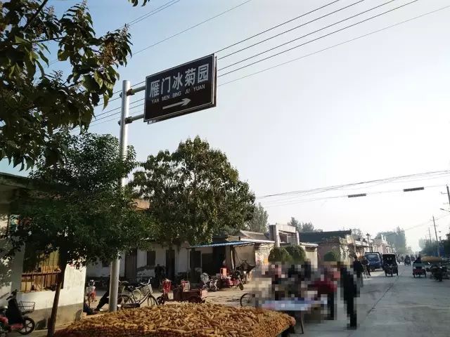 如何找到云臺(tái)冰菊？怎樣找到云臺(tái)冰菊？